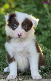 Border collie, kólia bez pp - 10