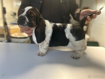 Basset hound šteniatka - rezervacie - 10