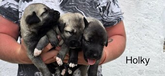 KANGAL - štěňata s PP k odběru od 20.8.25 - 10