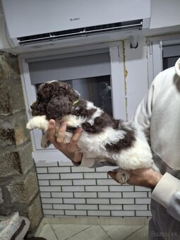 Lagotto Romagnolo/Taliansky vodný pes s PP - 10