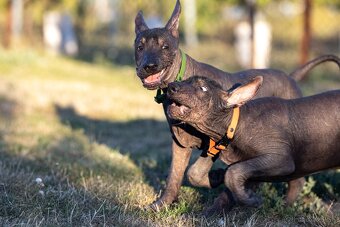 Mexický naháč - 10