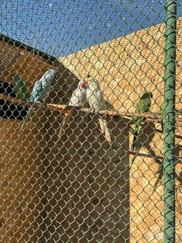 Alexandre malé , Papagáj spevavy - 10