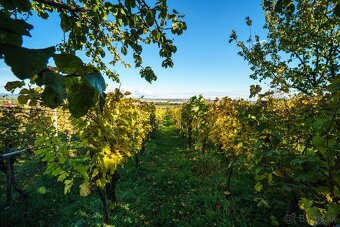 Rekreačný domček s vinicou vo Vrábľoch na predaj - 10