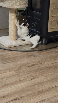 Darujem kocurika 4,5 mesačného - 10