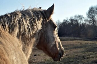 Azteca horse - 10