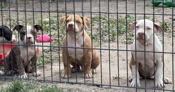 American bully - 10