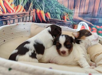 Biewer,Choco Yorkshire terrier - 10