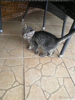 Darujem mačiatka - 10