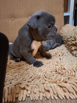 Francúzsky buldoček modrý - 10