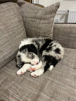 Border kólia - blue merle - 10