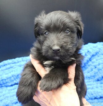 Pyrenejský ovčák - štěňátka s PP - 10