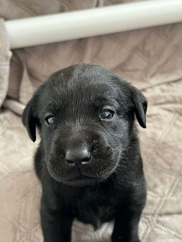 Labrador Retriever Anglická pracovná linia - 10