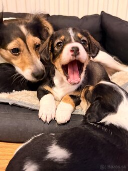 DARUJEM ŠTENIATKA - 10