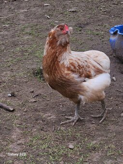 Predám nasadové vajíčka araucana - 10