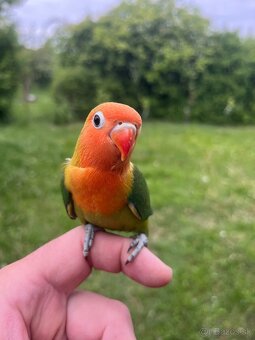 AGAPORNIS FISHER Maznačik-krotký - 10