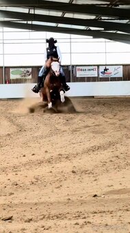 Palomino klisna American Quarter Horse, LTE rodiče i sestra - 10