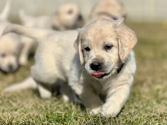Zlatý Retriever šteniatka s PP - 10