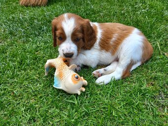 Welsh springerspaniel - 10