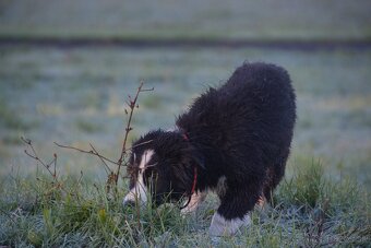 Border kólia s PP - 10