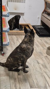 Holandsky ovciak - 10