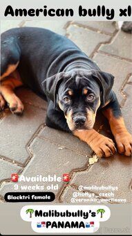 American bully xl/xxl s PP - 10