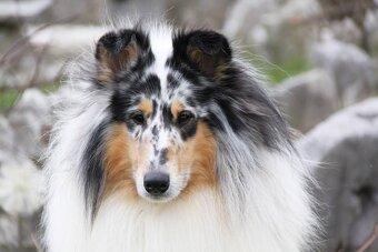 Kólia dlhosrstá s PP - 10