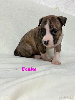 Americky Stafordšírský Terier šteniatka - 10