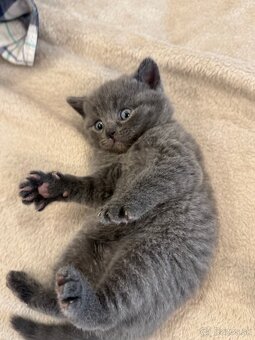 Mačiatko Britská Modrá - 10