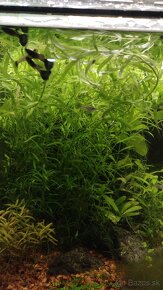 Krevetky, akvarijné rastlinky - 10