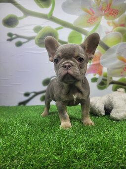 Francuzsky buldoček - 10