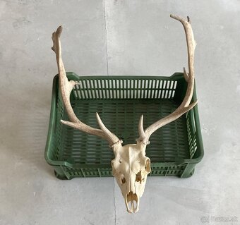 Trofeje jeleň daniel - 10