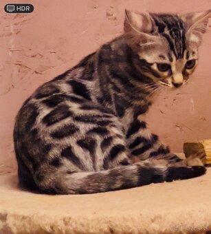Bengálske mačiatka, bengalska mačka s Rodokmeňom - 10