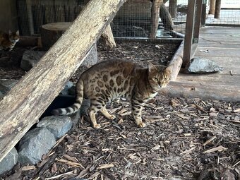 Bengálska mačka - 10