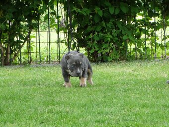 AMERICAN BULLY - 10