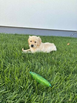 Zlatý retriever - 10