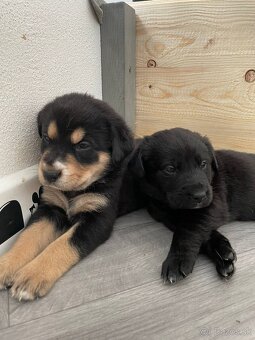 Labrador čierny šteniatko - labradorský retríver - 10