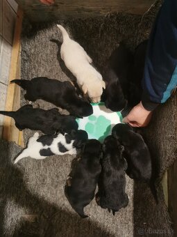 Šteniatka Jack russel terier, posledný 3 chlapci - 10