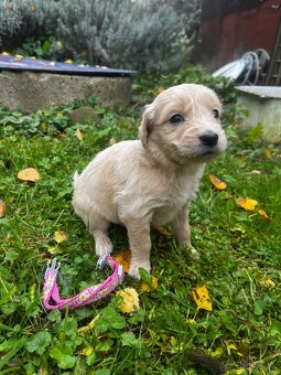 Goldendoodle šteniatka F2 - 10