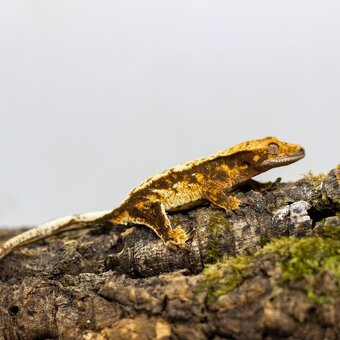 GeckoSVK - Pagekón riasnatý (ciliatus), hrbolkohlavý - 10