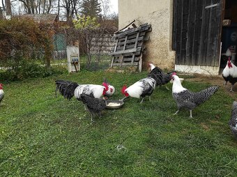 Kohút brakelky striebornej - 10