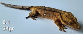Rhacodactylus ciliatus- Pagekon Riasnaty TRENCIN - 10