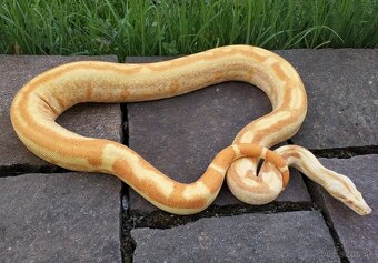 Boa imperator - Paraglow Motley Jungle, Sunglow Motley - 10