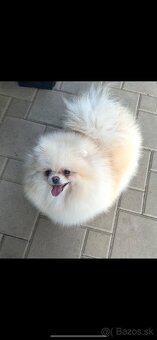 Pomeranian s pp FCI - 10