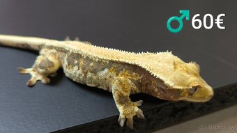 PAGEKON RIASNATY - 10