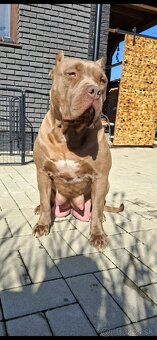 American Bully - 10