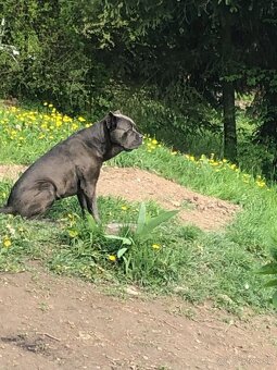 Cane Corso Šteniatka bez PP - 10