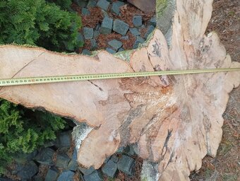 Obrovské bukové a hrabové koláče-fošne na stoly - 10