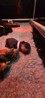 Rottweiler s PP  Rotvajler s PP Štenata rotvajlera s PP Šten - 10