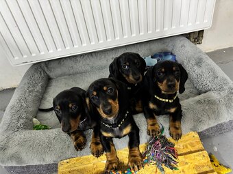 Jazvečík kratkosrstý - 10