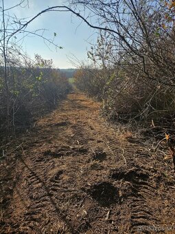 Čistenie pozemkov od naletovych drevín lesná fréza - 10